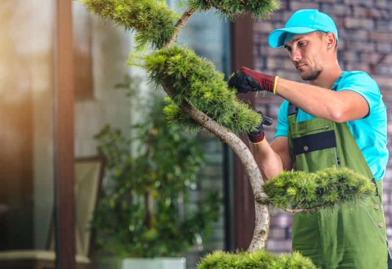 Premier Tree and Shrub Care in Fort Wayne | Robinson Landscape Solutions