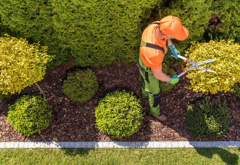 a landscaping professional trimming the edges of the plant with a big scissors