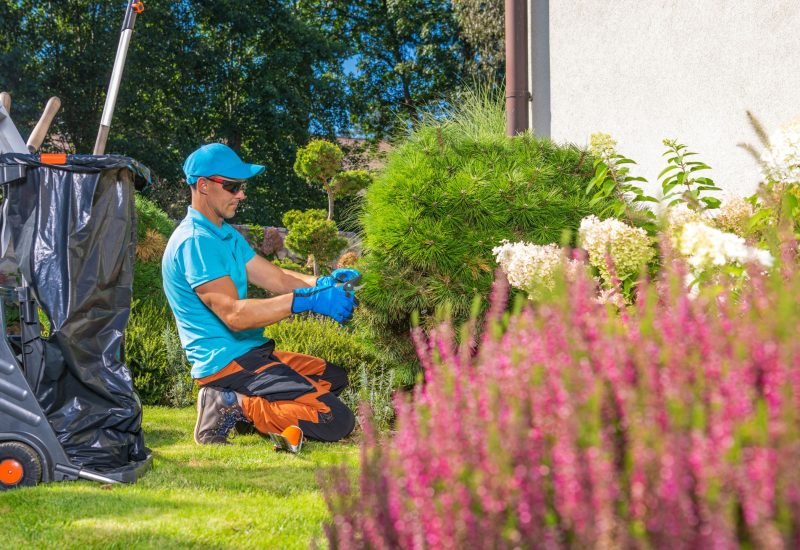 a landscaping professional wearing a landscaping equipment is trimming the plants