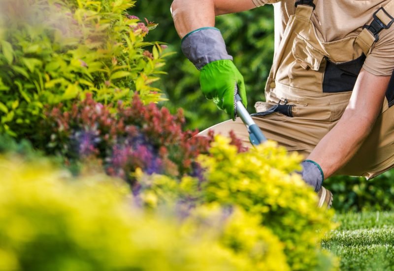 a landscaping professional wearing a landscaping suit is cutting the edges of the plant
