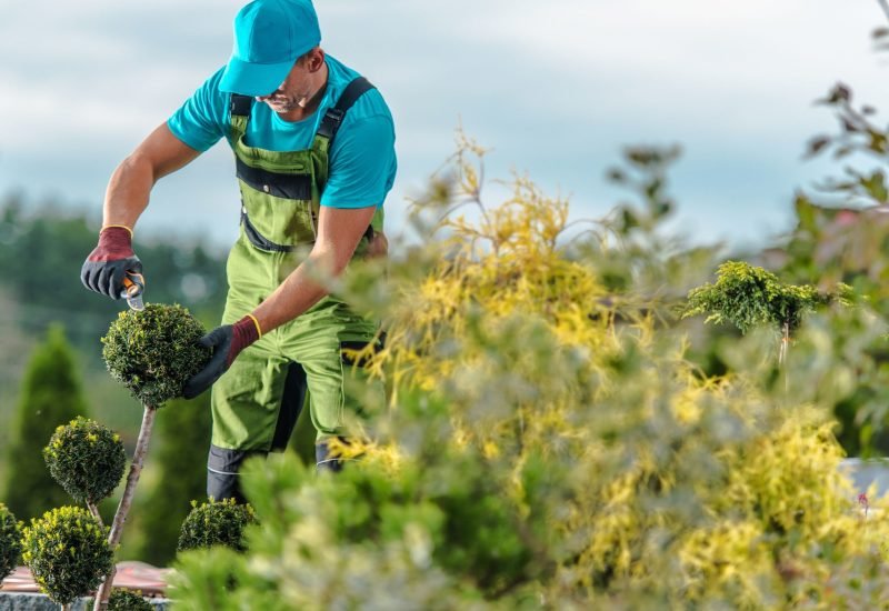 a professional shaping the corner of the plant