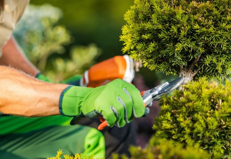 a worker wearing landscaping gloves is pruning a small tree