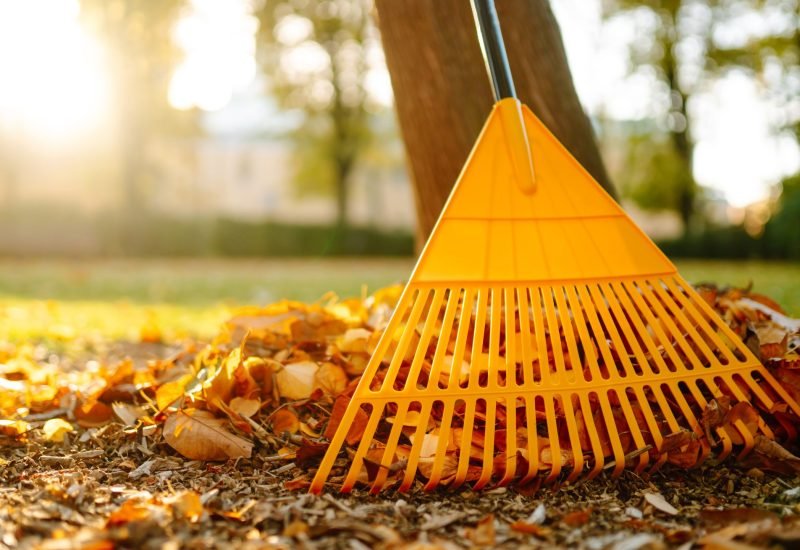 raking leaves that fell during the fall