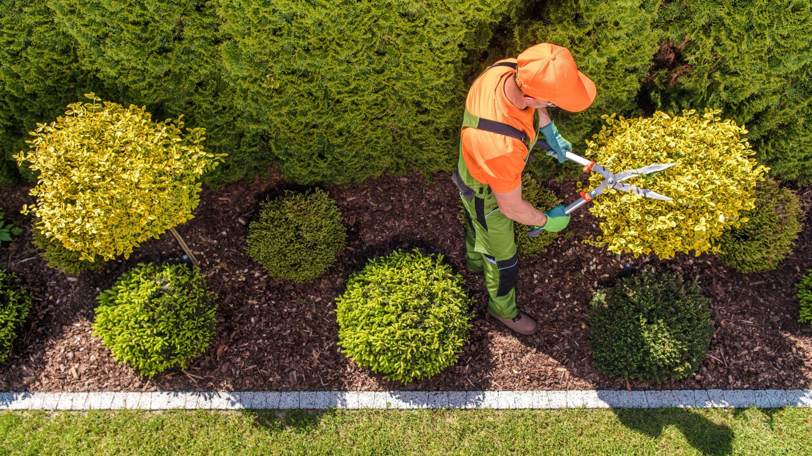 a landscaping professional trimming the edges of the plant with a big scissors