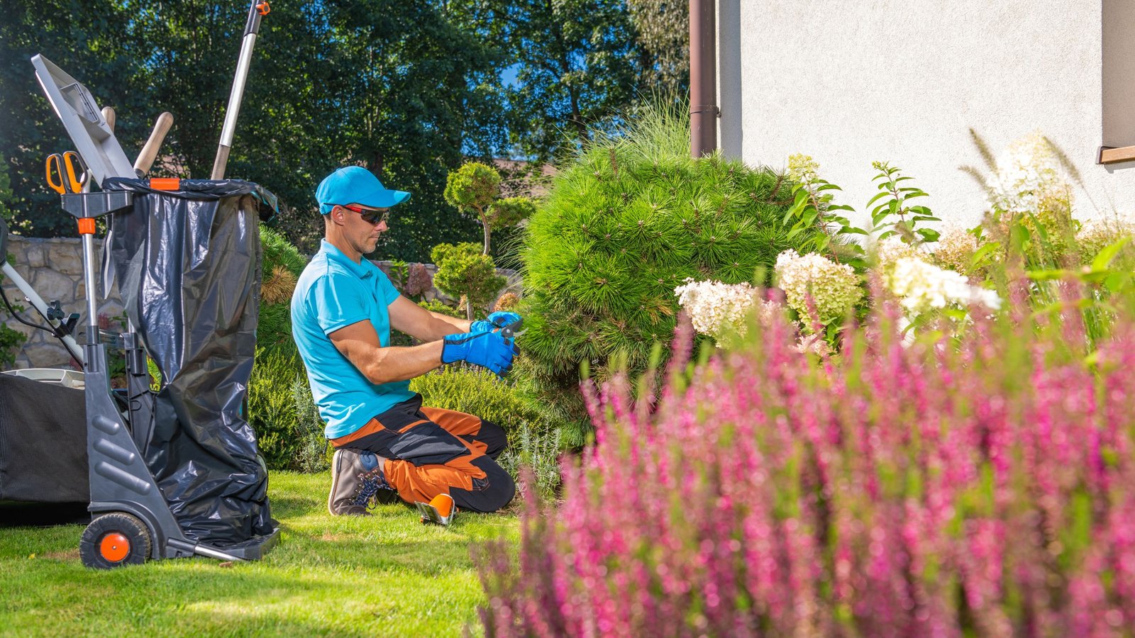 a landscaping professional wearing a landscaping equipment is trimming the plants