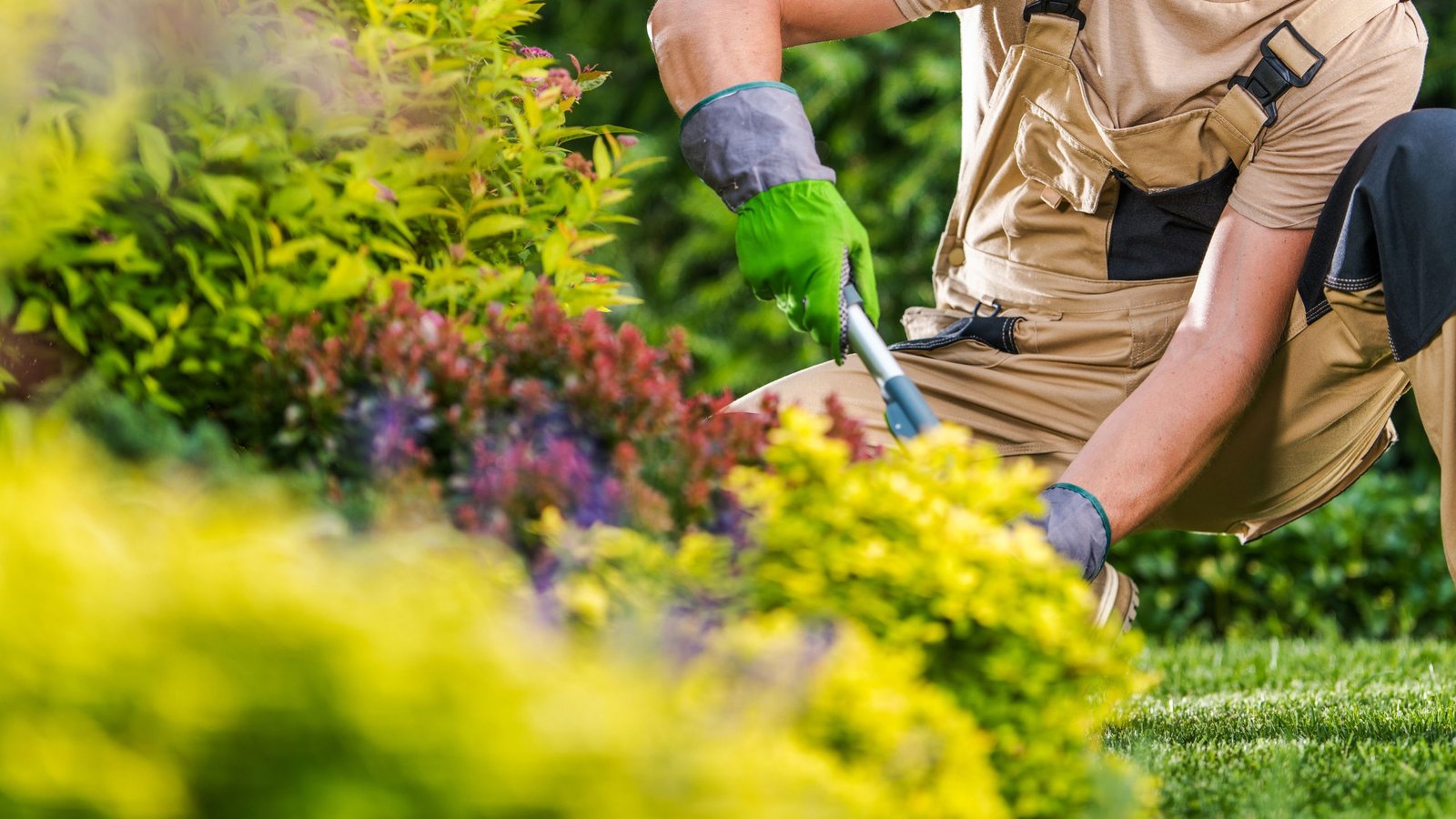 a landscaping professional wearing a landscaping suit is cutting the edges of the plant