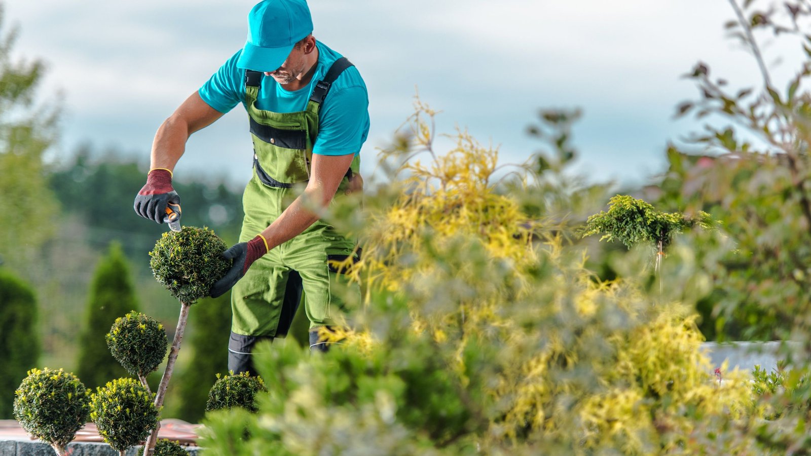 a professional shaping the corner of the plant