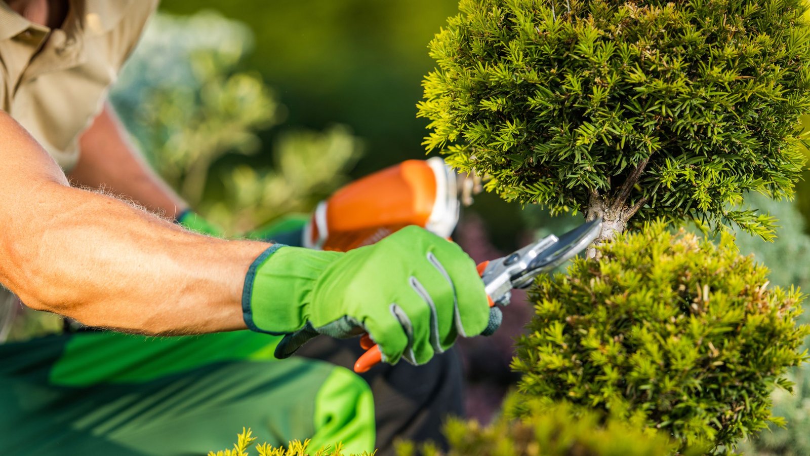 a worker wearing landscaping gloves is pruning a small tree