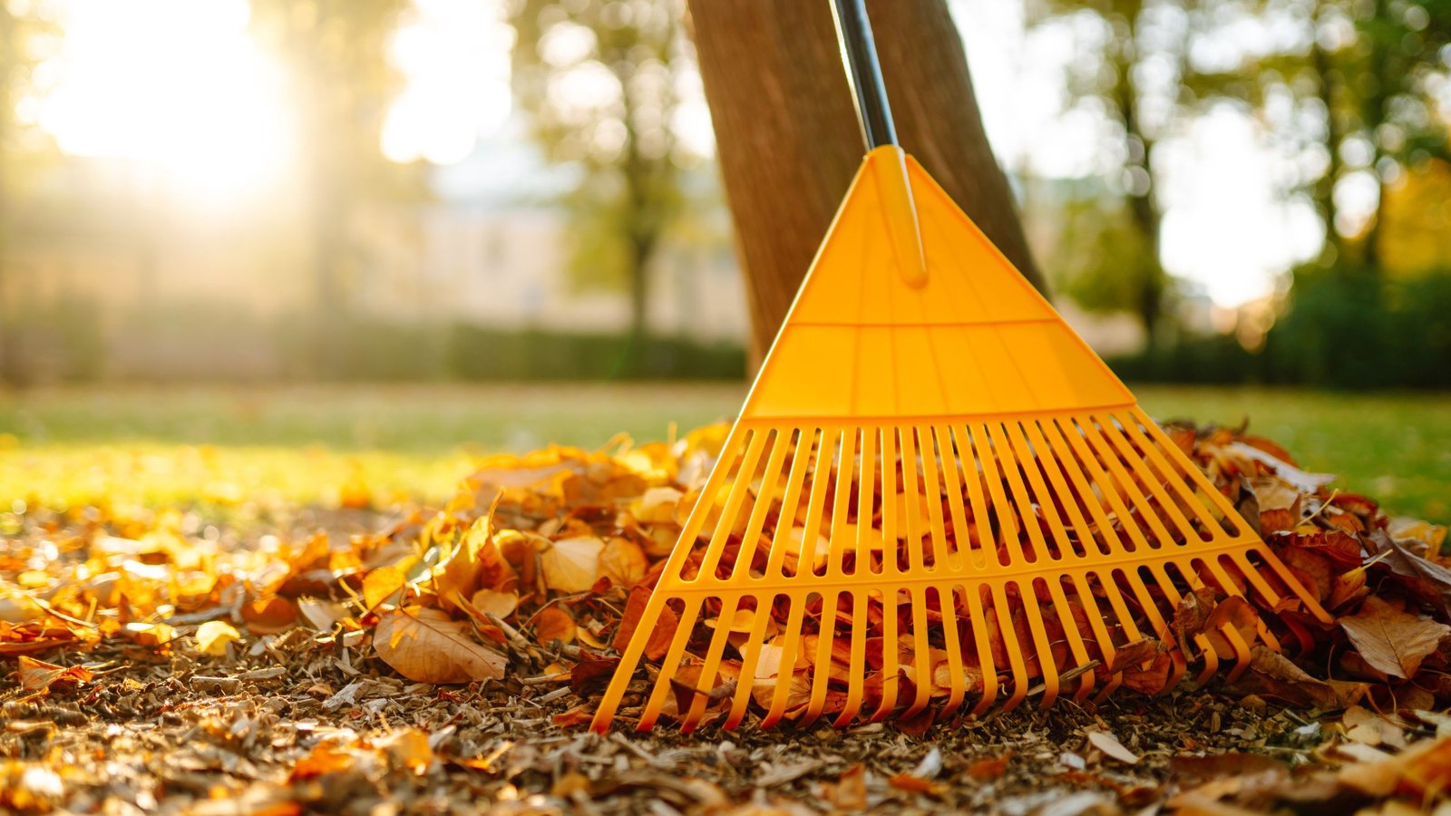 raking leaves that fell during the fall