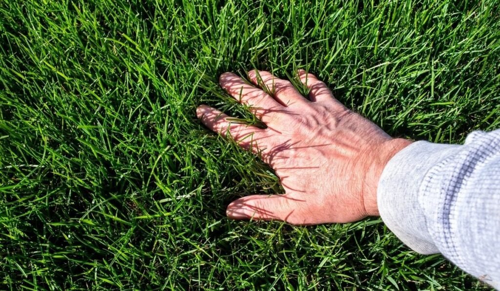 Why Premier Lawn Care Professionals Focus on Long‑Term Investment Protection