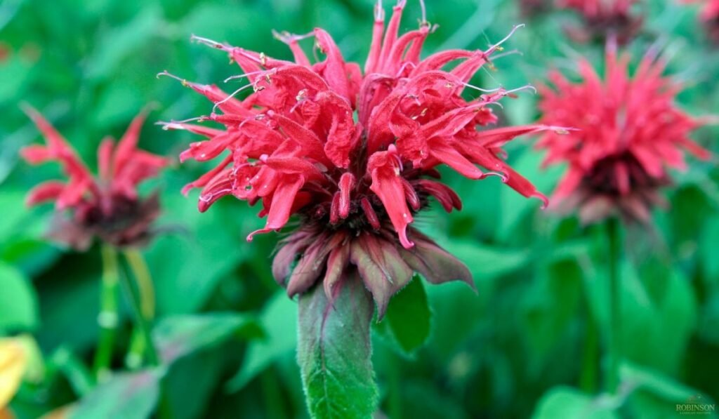 Beginner-Friendly Plants That Are Hard to Kill