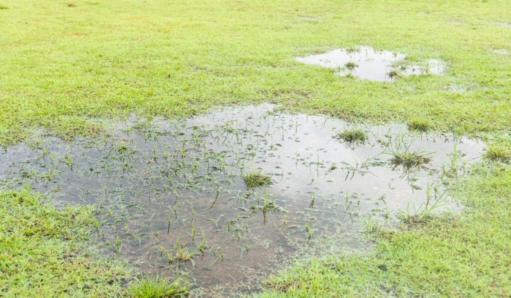 3. Ignoring Drainage Problems Before You Plant